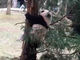 初めて外に出たパンダの赤ちゃん、木登りを満喫