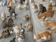 猫ちゃん150匹が暮らす島でエサ不足　ネットで支援求めると全国から支援物資が集結