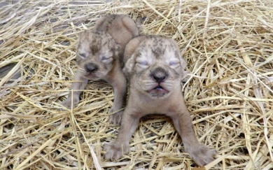 多摩動物公園のライオンの赤ちゃん ルーク レイア がフォースと一つになる ねとらぼ