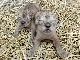 多摩動物公園のライオンの赤ちゃん、「ルーク」「レイア」がフォースと一つになる