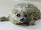 鴨川シーワールドでワモンアザラシの赤ちゃん誕生　白い毛とまん丸な目が愛らしい！
