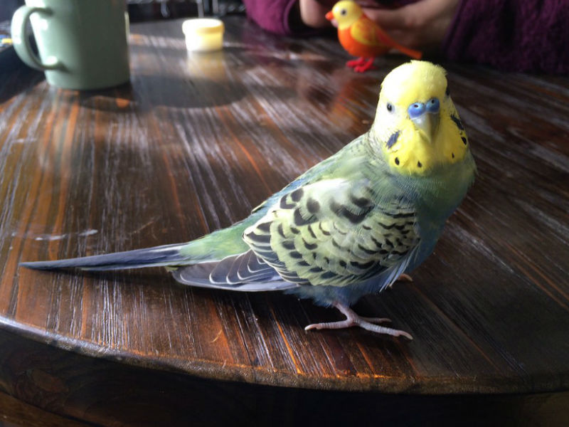 森羅万象を トマト で語るインコのヤブちゃんがかわいい ねとらぼ