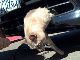 走る車のバンパーにしがみついた猫を救出！　米サンディエゴでも「猫バンバン」が始まるかも