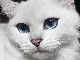 真っ白で宝石のような青い瞳を持つネコが美しい！