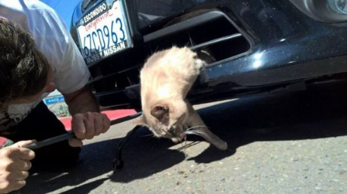 走る車のバンパーにしがみついた猫を救出 米サンディエゴでも 猫バンバン が始まるかも ねとらぼ