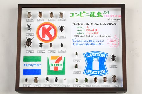 昆虫が集まるコンビニを調べた中学生の自由研究 ネットの反響受け三重県総合博物館での再展示が決定 ねとらぼ