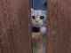 「開けて〜〜〜」ネコさんがつぶらな瞳で延々ドアをカリカリし続ける動画が癒される