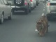 なぜここに……！　カタールの高速道路に本物のトラが乱入する事案が発生