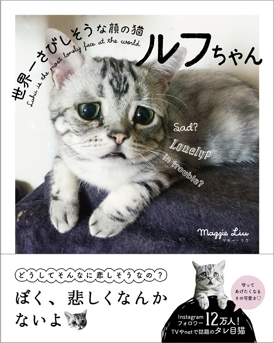 なにこの顔 かわいすぎる困り顔の猫 ルフちゃんの写真集が発売 ねとらぼ