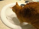 洗面所を占領、掃除機かけるのを遠慮……猫飼いあるあるが詰まった動画