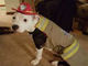 火事から救われたワンちゃんが消防犬になって活躍　みんなを守るワン