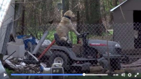 犬 なんだ人間か 竜巻被害のリポート中 さっそうと芝刈り機に乗る犬を発見しリポーター爆笑 ねとらぼ