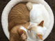 カレーライス……と思ったら猫だった！　白い猫と茶色い猫が身を寄せあって眠る「猫カレー」が食べちゃいたいほどかわいい