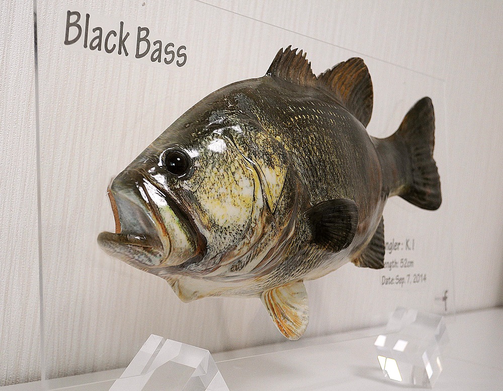 ギョギョッ 釣った魚の写真を3d魚拓にしてくれるサービス ポップフィッシュ が今にも泳ぎだしそうなクオリティ ねとらぼ