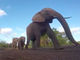 迫力満点　ゾウさんを地面からアクションカメラで撮った映像