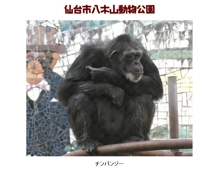 動物公園のチンパンジー 逃走劇のすえ御用 仙台市 ねとらぼ