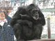 動物公園のチンパンジー、逃走劇のすえ御用　仙台市