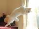 飛ぶ！　跳ねる！　そして光る！！　重力を無視して舞う猫「ミルコ」の写真がスベリ知らずで腹筋崩壊