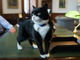 猫がイギリス外務省「ネズミ捕獲長」に　野良猫から大出世