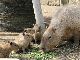 4頭並んだ姿がかわいすぎる！　伊豆シャボテン公園でカピバラの赤ちゃん誕生！