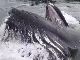 ゴゴゴゴゴ……ザッパーン！　ザトウクジラが漁港に現れ豪快に食事する動画が話題に