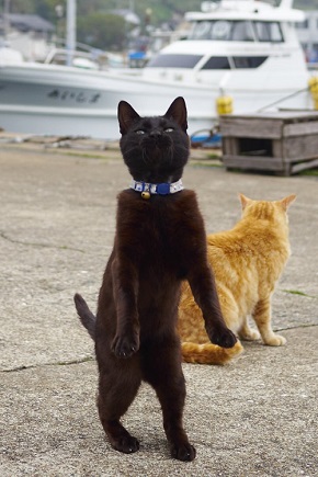 にゃんてこった 黒猫をかっこよく撮るはずがマヌケなポーズに ねとらぼ