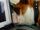 ディスプレイの裏をじーっ　PCで犬動画を見たワンコの行動