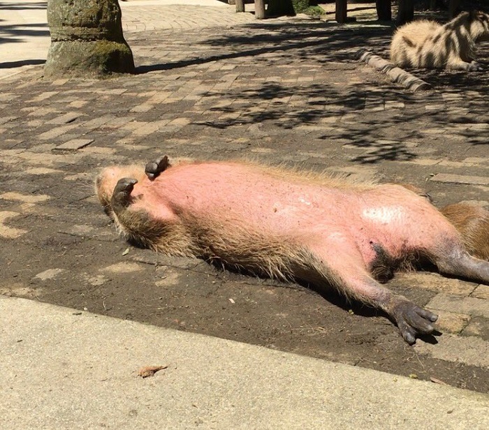 カピバラだと思います 動物園も困惑するほどリラックスしたカピバラさんに注目 ねとらぼ