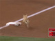 メジャーリーグの試合中にネコが乱入　ほっこりハプニングに観客大喜び