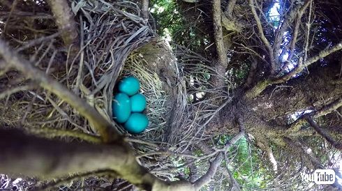 庭の鳥の巣で卵を食べるベビ