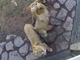これはもう大きな猫……！　オモチャで遊ぶライオンさん