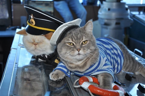 ロシア豪華客船の船長猫