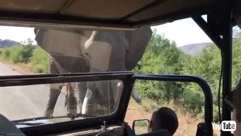 シュワちゃん、南アフリカで象に追い掛け回される