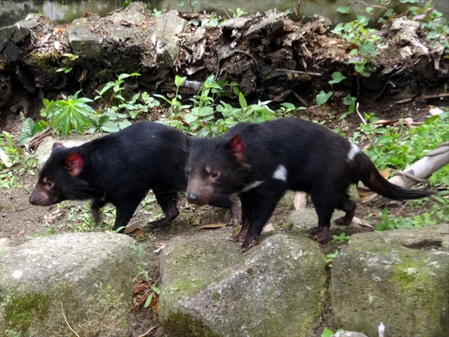 アジアで会えるのはここだけ 絶滅危惧種の タスマニアデビル 6月11日より多摩動物公園で公開 ねとらぼ