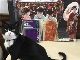 「日本の皆さん、こんにちは」　イギリス外務省に務める猫が日本語学習を開始