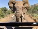 ゾウ「I'll be back」　シュワちゃん、南アフリカでゾウに追いかけ回される