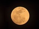 今夜の満月は「ストロベリームーン」　ロマンチックな赤く染まった満月が見られます