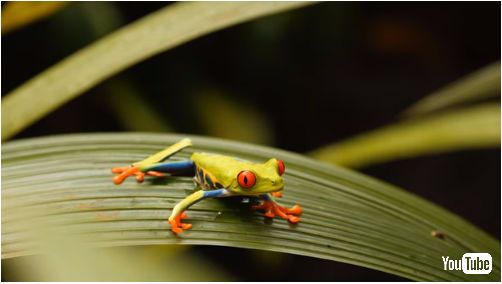 アカメアマガエルは危機が迫ると数秒でふ化 研究者が仕組みを解明 ねとらぼ