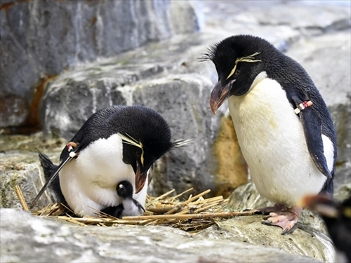 ツンツン頭のミナミイワトビペンギン 世界初の人工授精に成功 大阪 海遊館 ねとらぼ