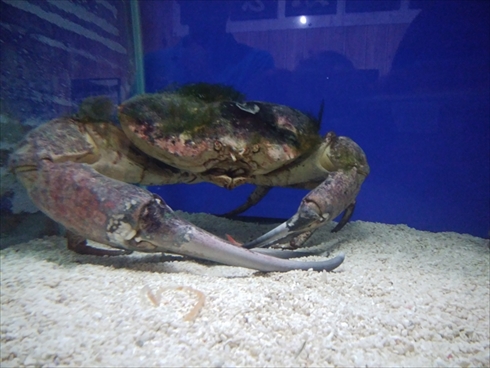 エビとカニの展示数は世界一 多分 日本一貧乏な水族館と言われた エビとカニの水族館 は今どうなってる Pr ねとらぼ