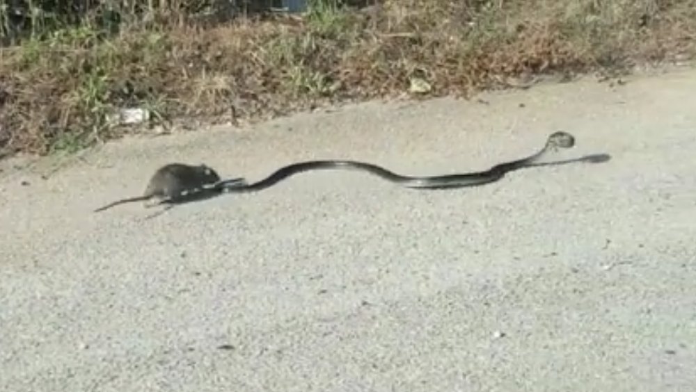 天敵だろうと立ち向かう 子ネズミをヘビから助ける母ネズミが勇敢 ねとらぼ