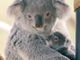 ママの背中にギュッ　赤ちゃんコアラのかわいさがハンパない