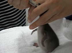 すみだ水族館　マゼランペンギン赤ちゃん