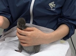 すみだ水族館　マゼランペンギン赤ちゃん