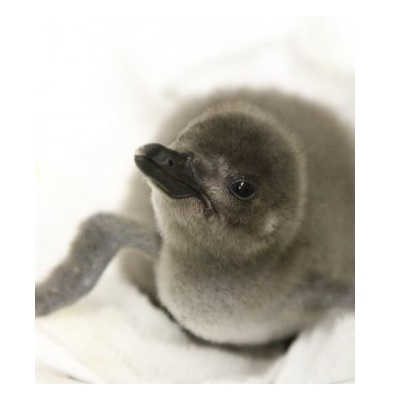 モフモフは正義 すみだ水族館でマゼランペンギンの赤ちゃん誕生 ねとらぼ