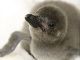 モフモフは正義！　すみだ水族館でマゼランペンギンの赤ちゃん誕生