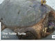 甲羅にドライバーが刺さった状態で保護されたカメ、回復して野性に帰る