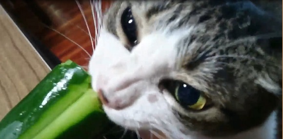 猫がキュウリをもりもり食べる動画が話題 「猫って草食だったか……？」と考え直すレベル - ねとらぼ