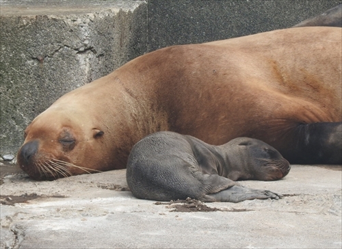 北海道 おたる水族館で出産ラッシュ トドの赤ちゃんが10日間で3頭も誕生 ねとらぼ