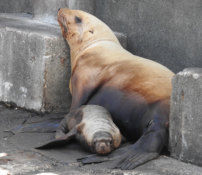 北海道 おたる水族館で出産ラッシュ トドの赤ちゃんが10日間で3頭も誕生 ねとらぼ